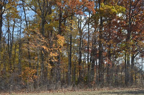 Property photo 38 - 75.3 Acres Offered in 2 Tracts